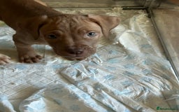 Mastiff dogs for sale: Mastiff X Pups - Image 2
