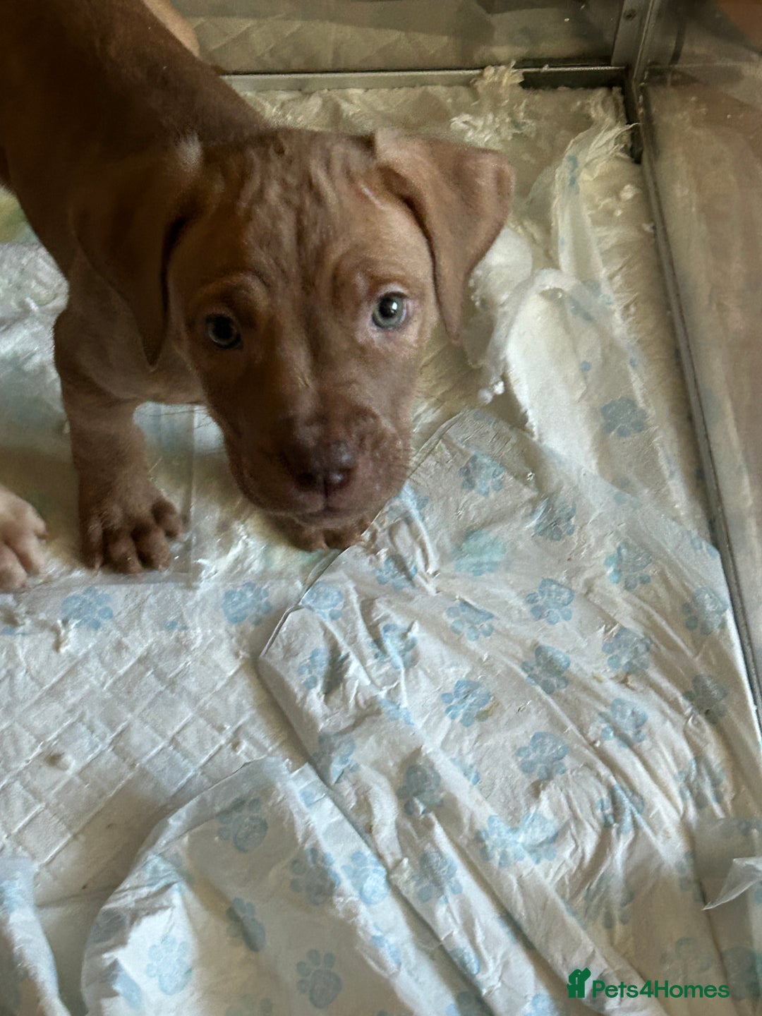 Mastiff dogs for sale: Mastiff X Pups - Image 2