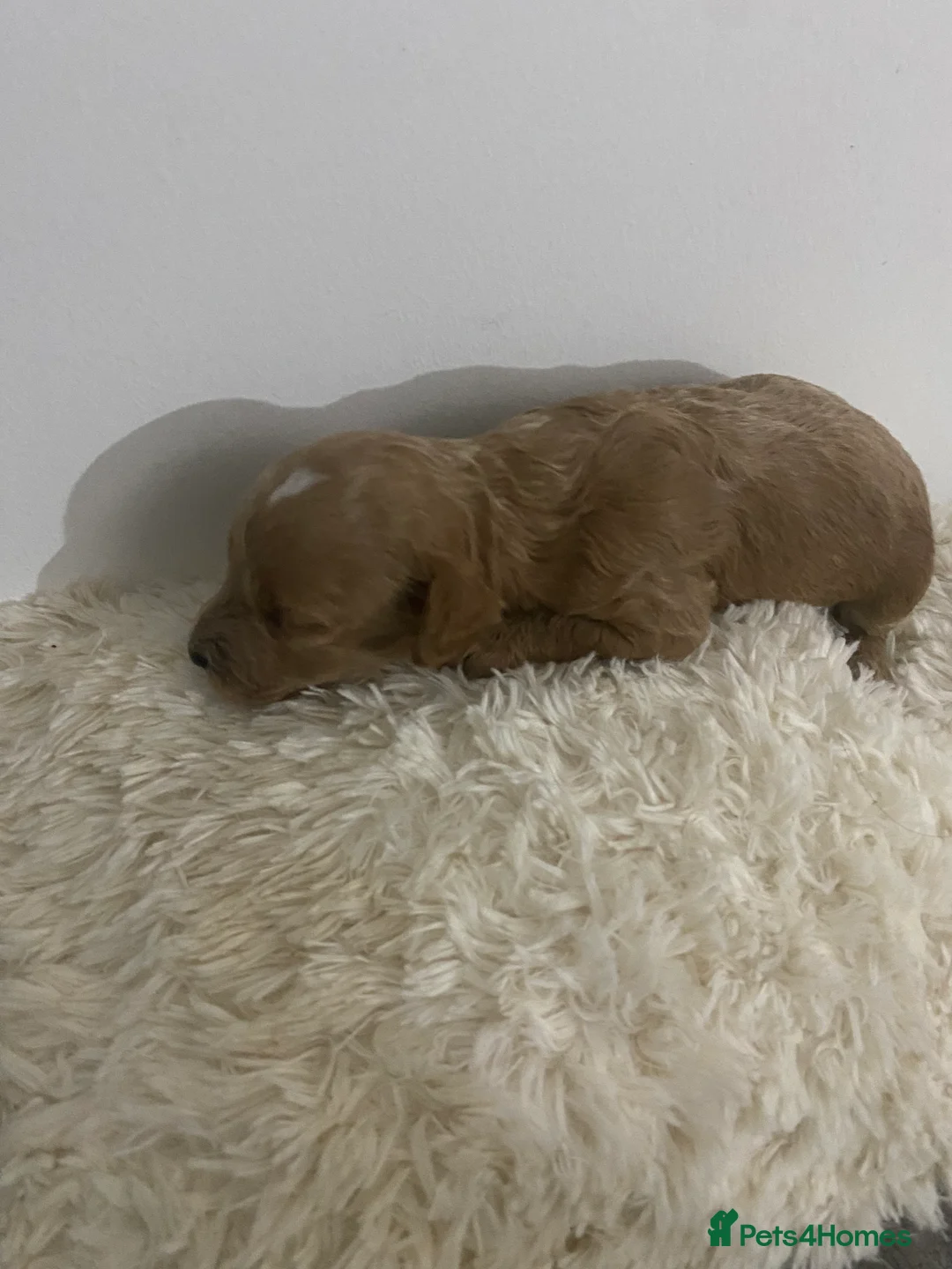 Cockapoo dogs for sale: Toy Poodle Cross Puppies, Mum & Dad Seen, London - Advert 7