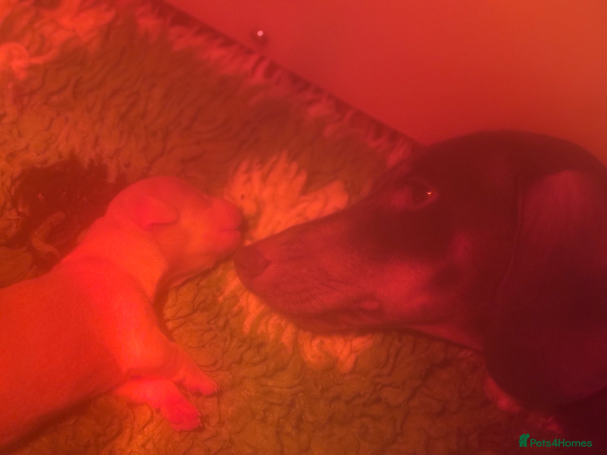 Miniature Dachshund dogs Miniature dachshunds  - Advert 1