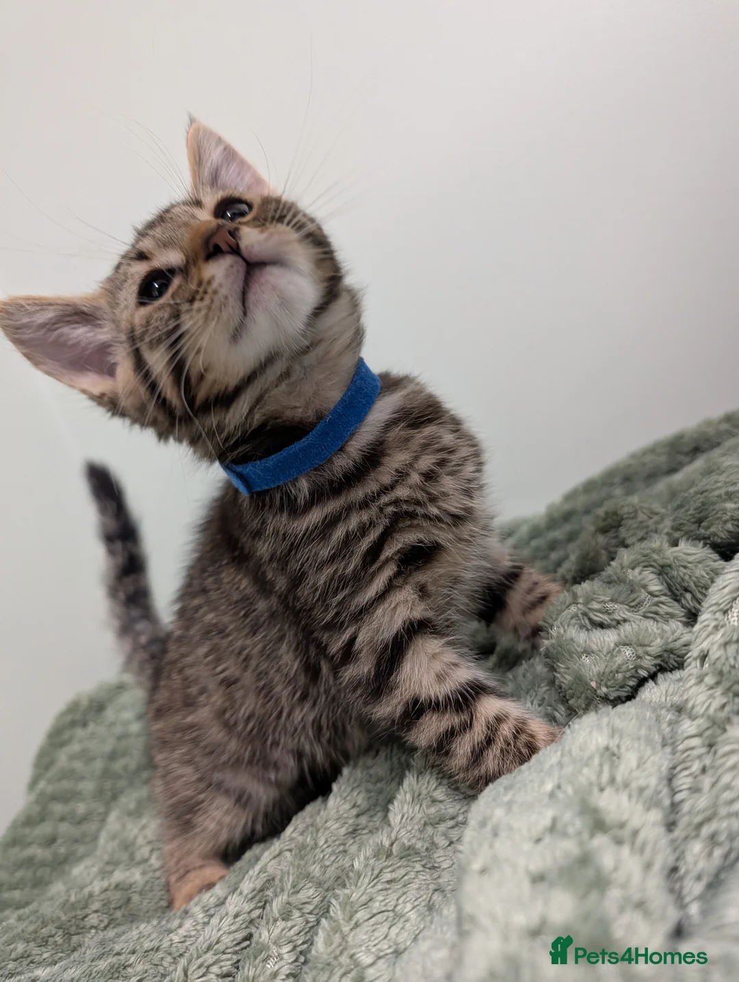 Mixed Breed cats for sale: Gorgeous fluffy kittens  - Advert 4