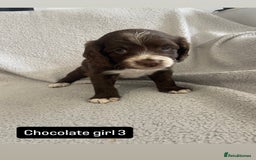 Cocker Spaniel dogs for sale: Gorgeous cocker spaniel puppies  - Image 6