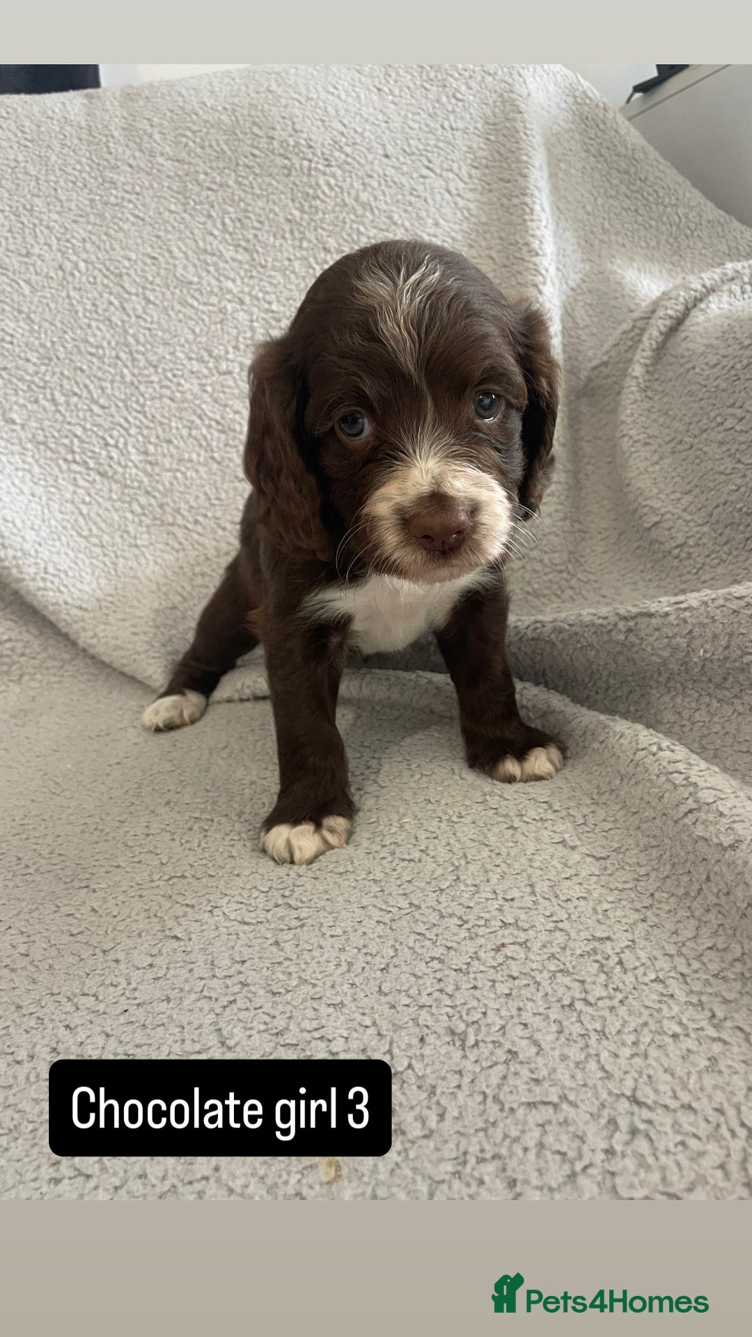 Cocker Spaniel dogs for sale: Gorgeous cocker spaniel puppies  - Image 6