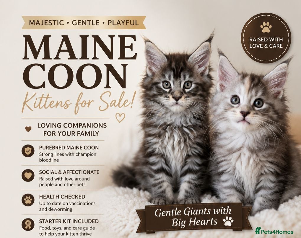 Maine Coon cats MAINE COON Kitten's  Price drop!!!!redy in August. - Advert 1