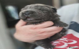 Shar Pei dogs for sale: REDUCED*READYNOW Beautiful bear/brush shar peis  - Image 27