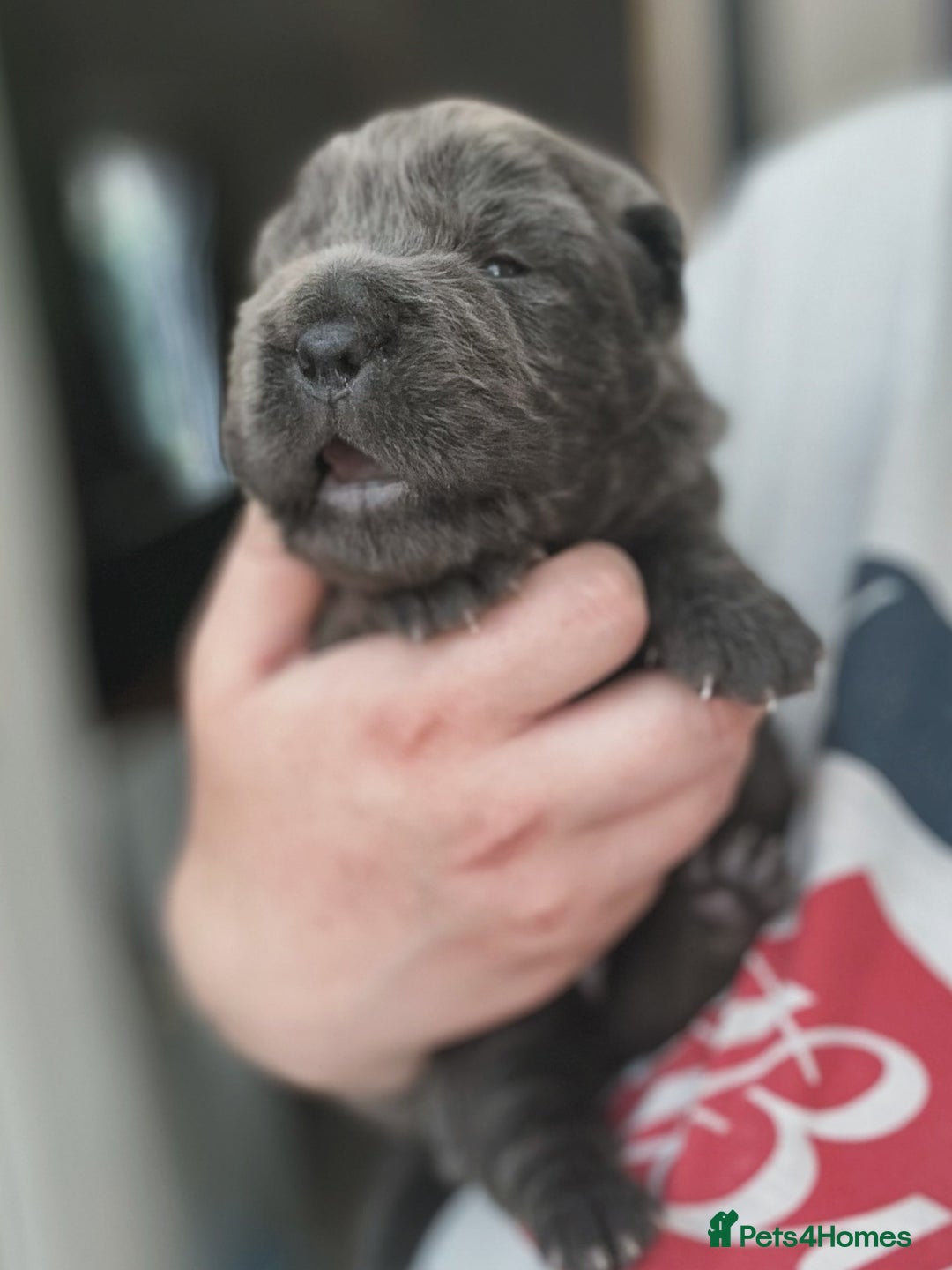Shar Pei dogs for sale: REDUCED*READYNOW Beautiful bear/brush shar peis  - Image 27