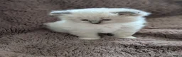 Ragdoll cats for sale: Six WK old Ragdoll kittens - Advert 18