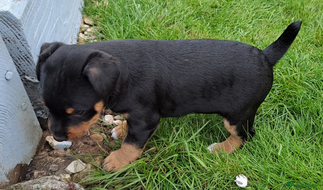 Mixed Breed dogs for sale: Border lakeland jack Russel puppies  - Image 3