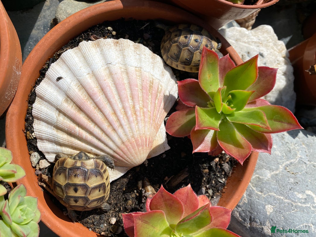 Tortoise reptiles for sale: Mediterranean Spurthigh tortoise hatchlings - Image 2