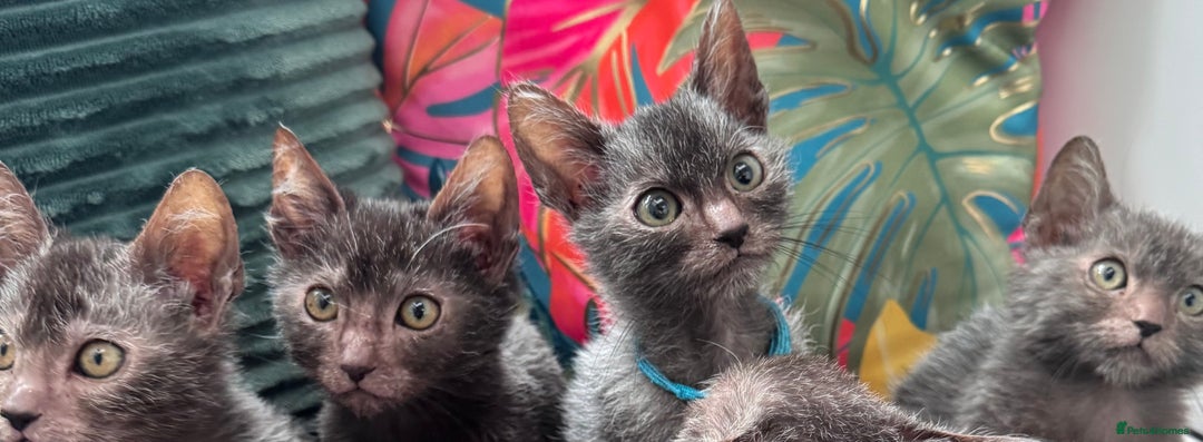 Lykoi cats for sale: Unique and adorable Lykoi kittens - Image 4