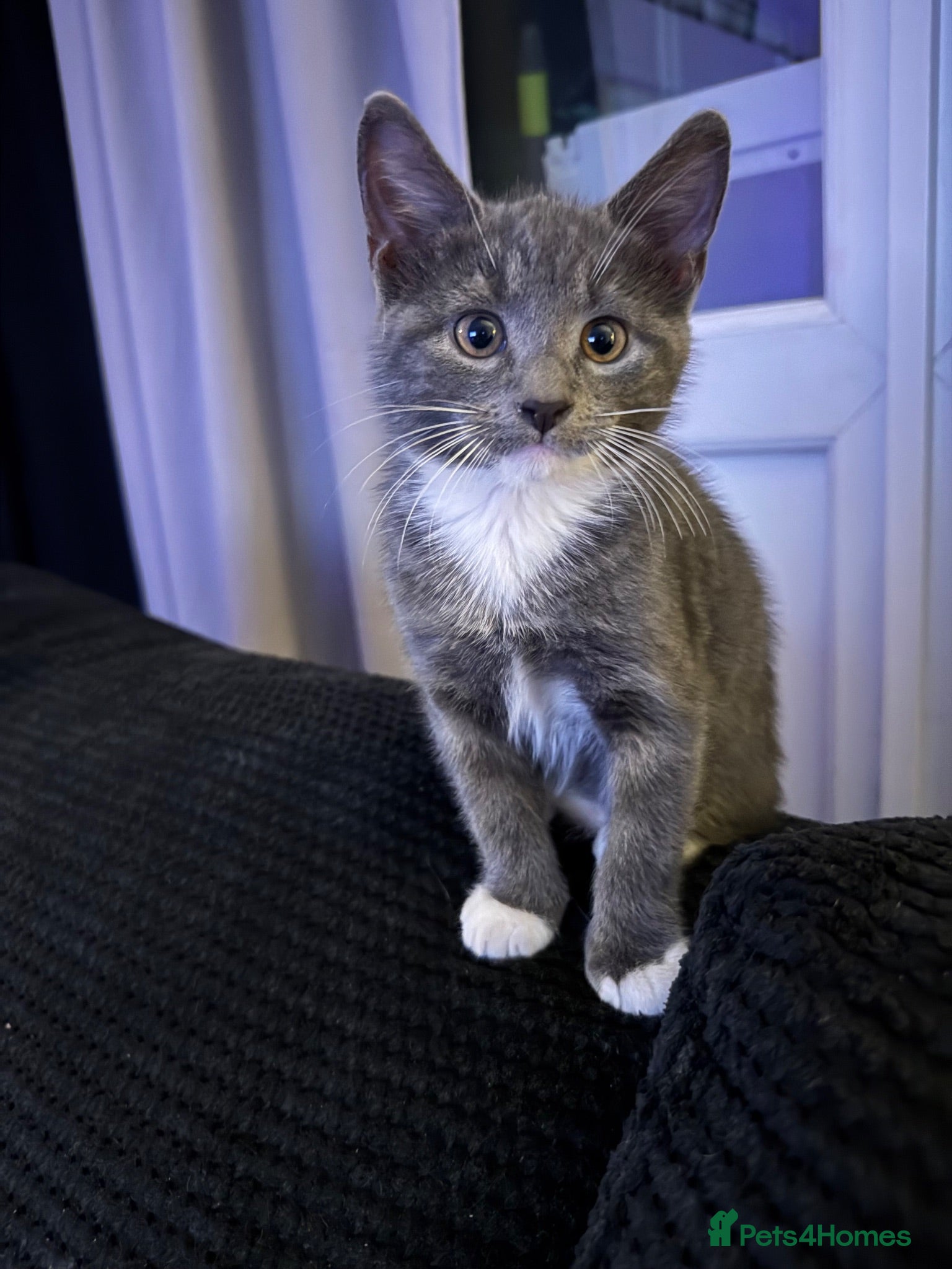 Mixed Breed cats Beautiful grey / black and white  - Advert 1