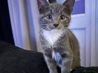 Mixed Breed cats Beautiful grey / black and white - Advert 1