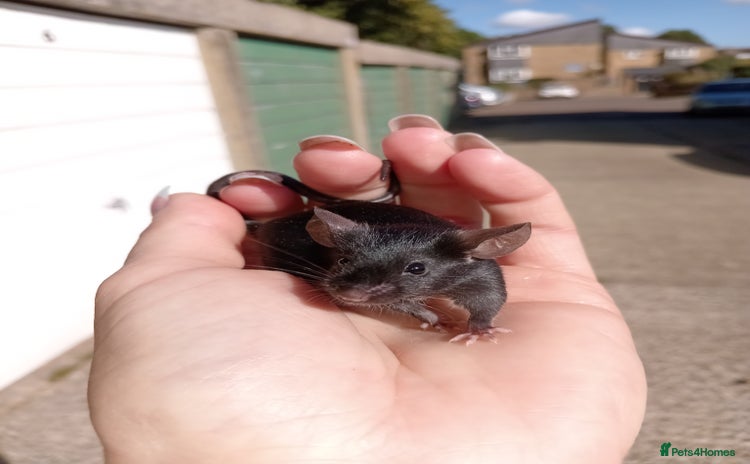 Mouse rodents - Advert 2