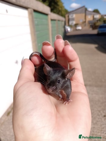 Mouse rodents - Advert 15