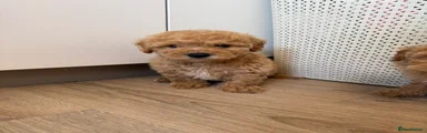 Cavapoo Puppy 5