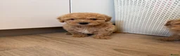 Cavapoo dogs for sale: Cavapoo Puppies  - Advert 27