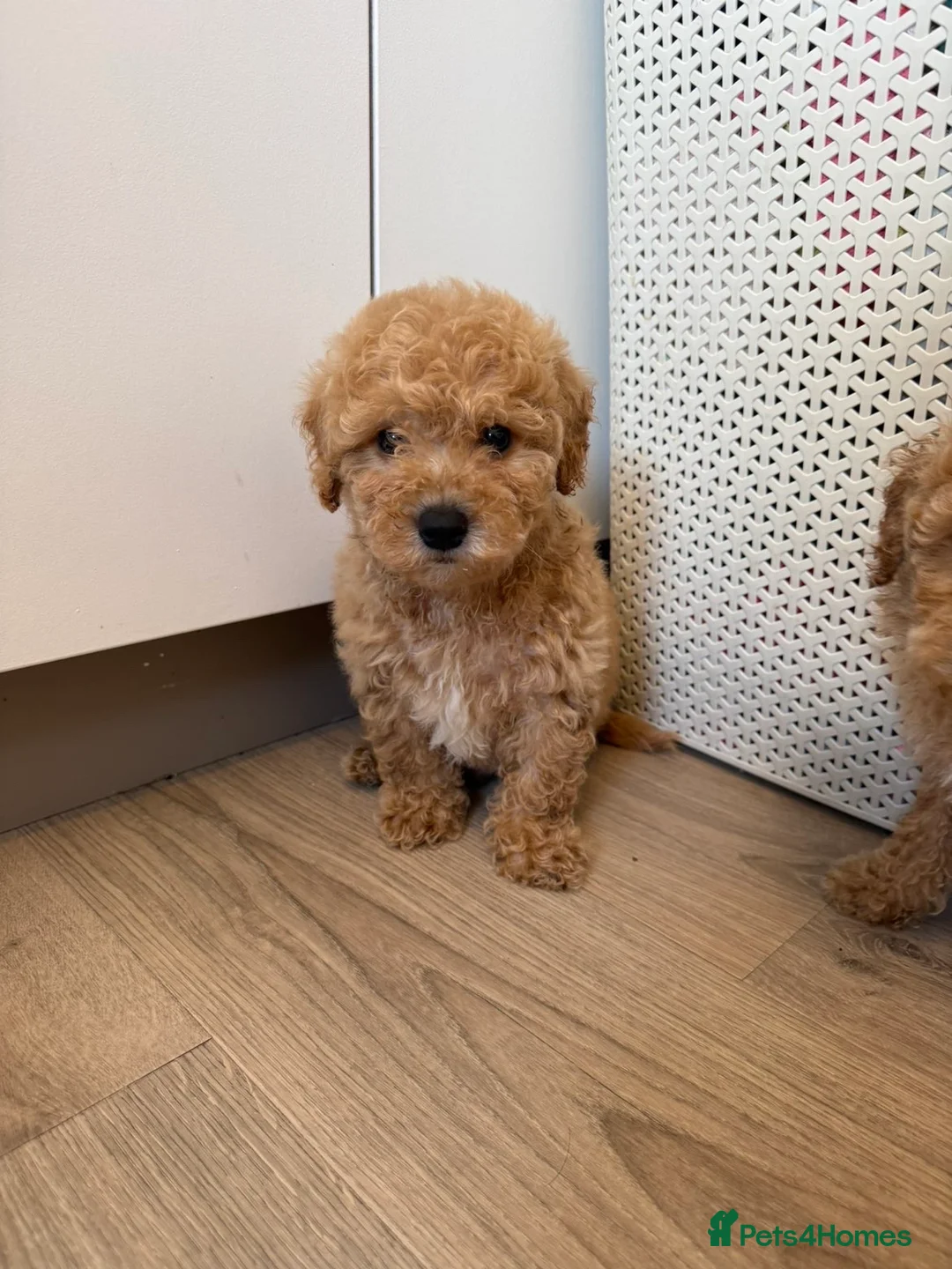 Cavapoo dogs for sale: Cavapoo Puppies  - Advert 27