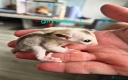 Sugar Glider rodents for sale: 4 baby sugar gliders ready 13th sept price each  - Image 29