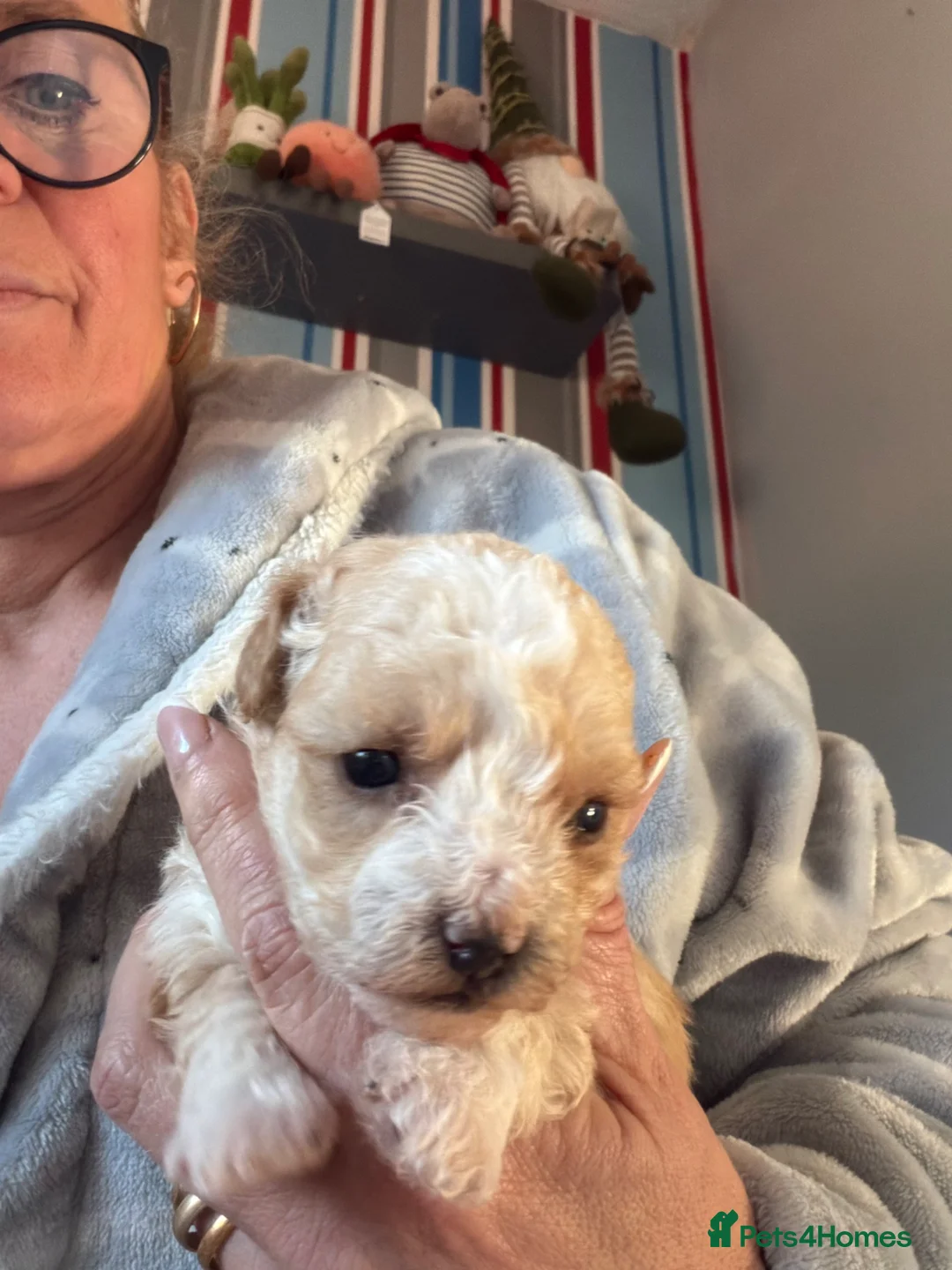 Yorkiepoo dogs for sale: Only one little boy Yorkiepoo left  - Advert 11