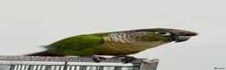 Conures birds for sale: Green Cheek Conure Looking for a Loving New Home❤️ in Sutton - Advert 1