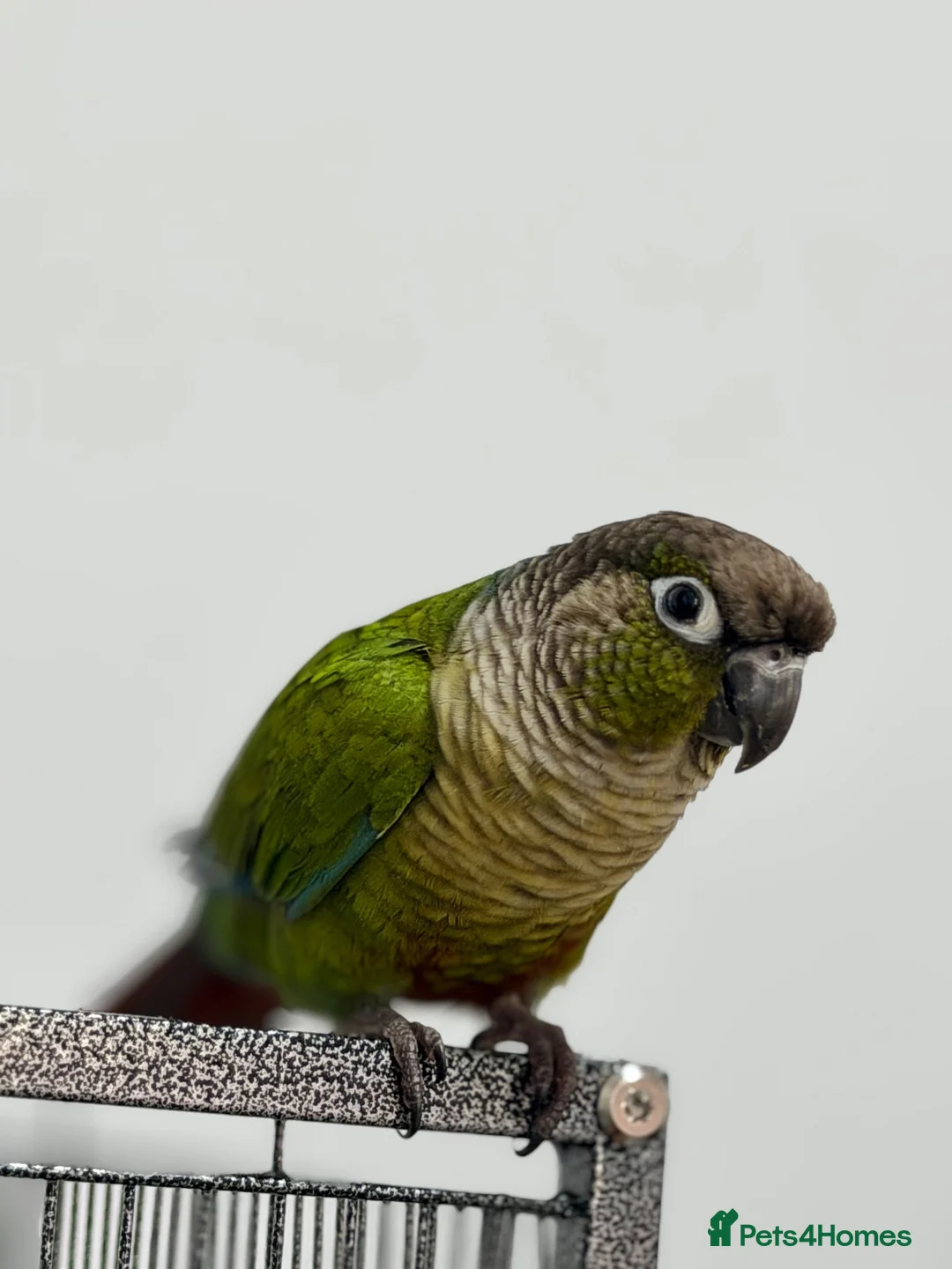 Conures birds for sale: Green Cheek Conure Looking for a Loving New Home❤️ in Sutton - Advert 1