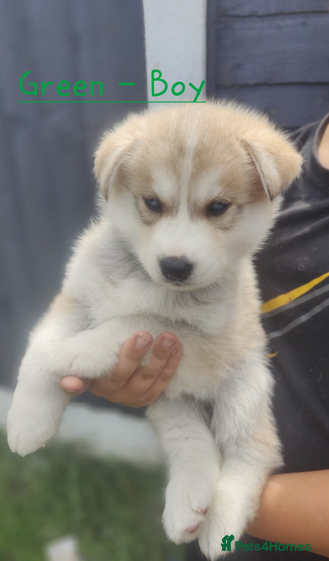 Mixed Breed dogs for sale: Shepsky  - Image 7