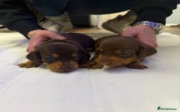Miniature Dachshund dogs for sale: Chocolate & Tan Smooth haired - mini dachshund - Image 9