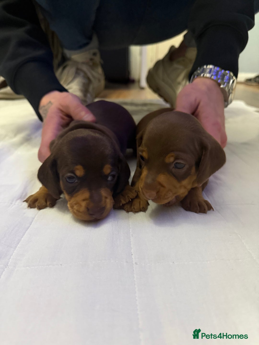 Miniature Dachshund dogs for sale: Chocolate & Tan Smooth haired - mini dachshund - Image 9