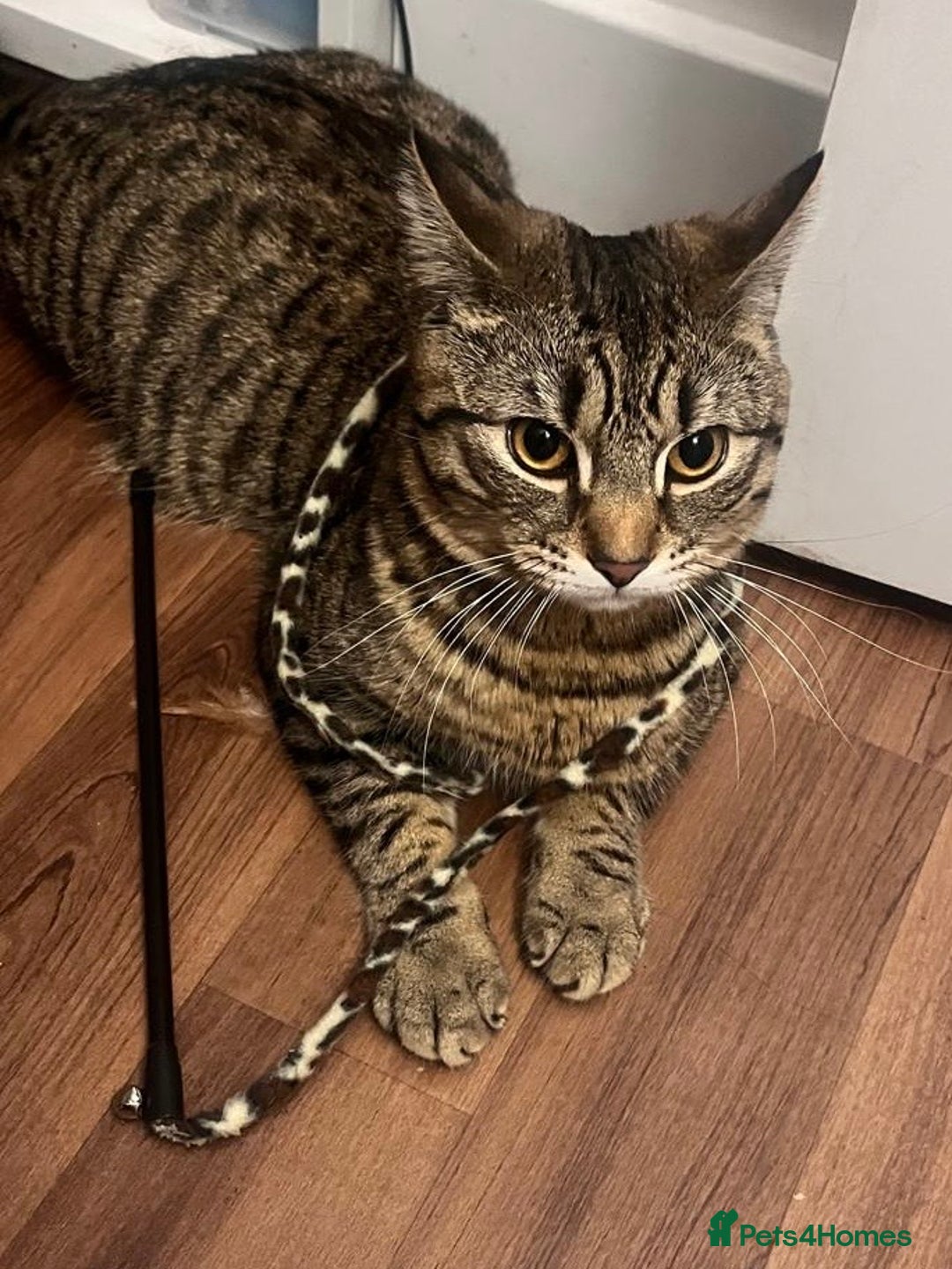 Domestic Shorthair cats for sale: Looking for a new family for Simba❤️ - Advert 6