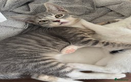 Domestic Shorthair cats for sale: female kittens for sale 2 LEFT |READY TO LEAVE! 🐾 - Image 2