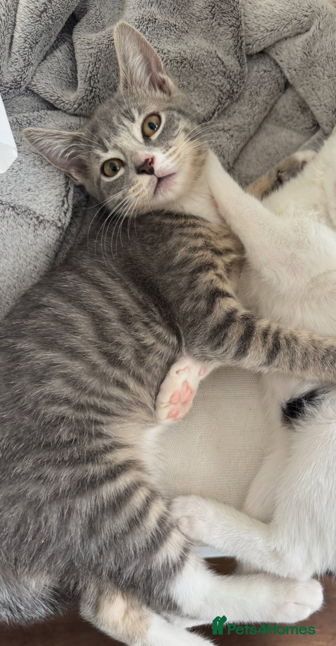 Domestic Shorthair cats for sale: female kittens for sale 2 LEFT |READY TO LEAVE! 🐾 - Image 2