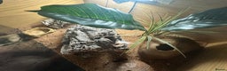 Leopard Gecko reptiles for sale: Rex - Blizzard Leopard Gecko - 1 Year Old - Advert 8