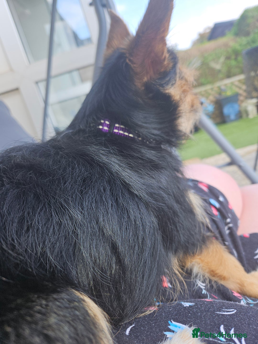 Chorkie dogs for sale: Tammy - Advert 7