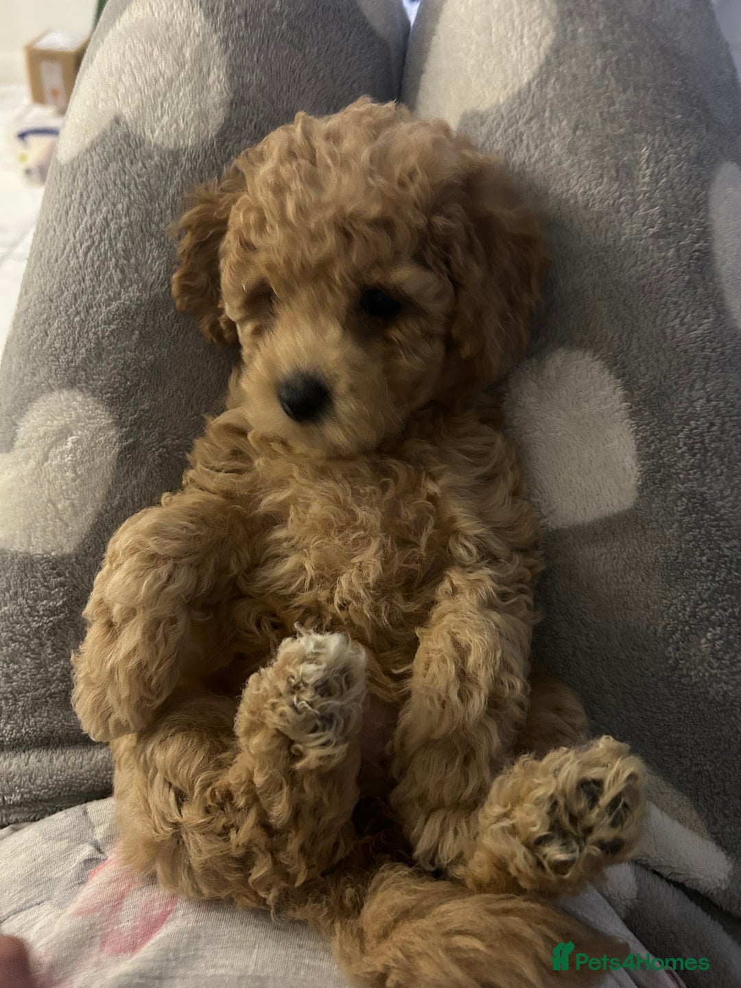 Toy Poodle dogs for sale: Stunning Toy Poodle Puppies - Advert 1