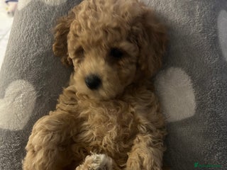 Toy Poodle dogs Stunning Toy Poodle Puppies - Advert 6