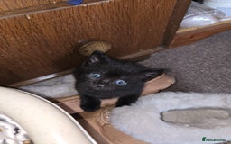 Russian Blue cats for sale: Kittens  - Advert 3