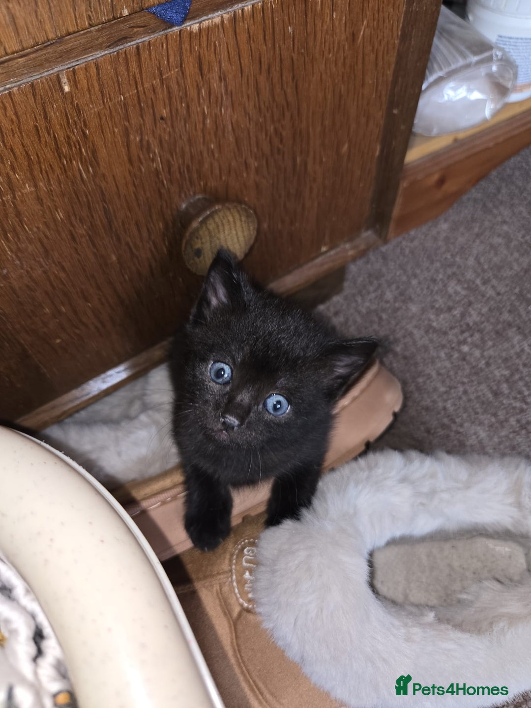 Russian Blue cats for sale: Kittens  - Advert 3