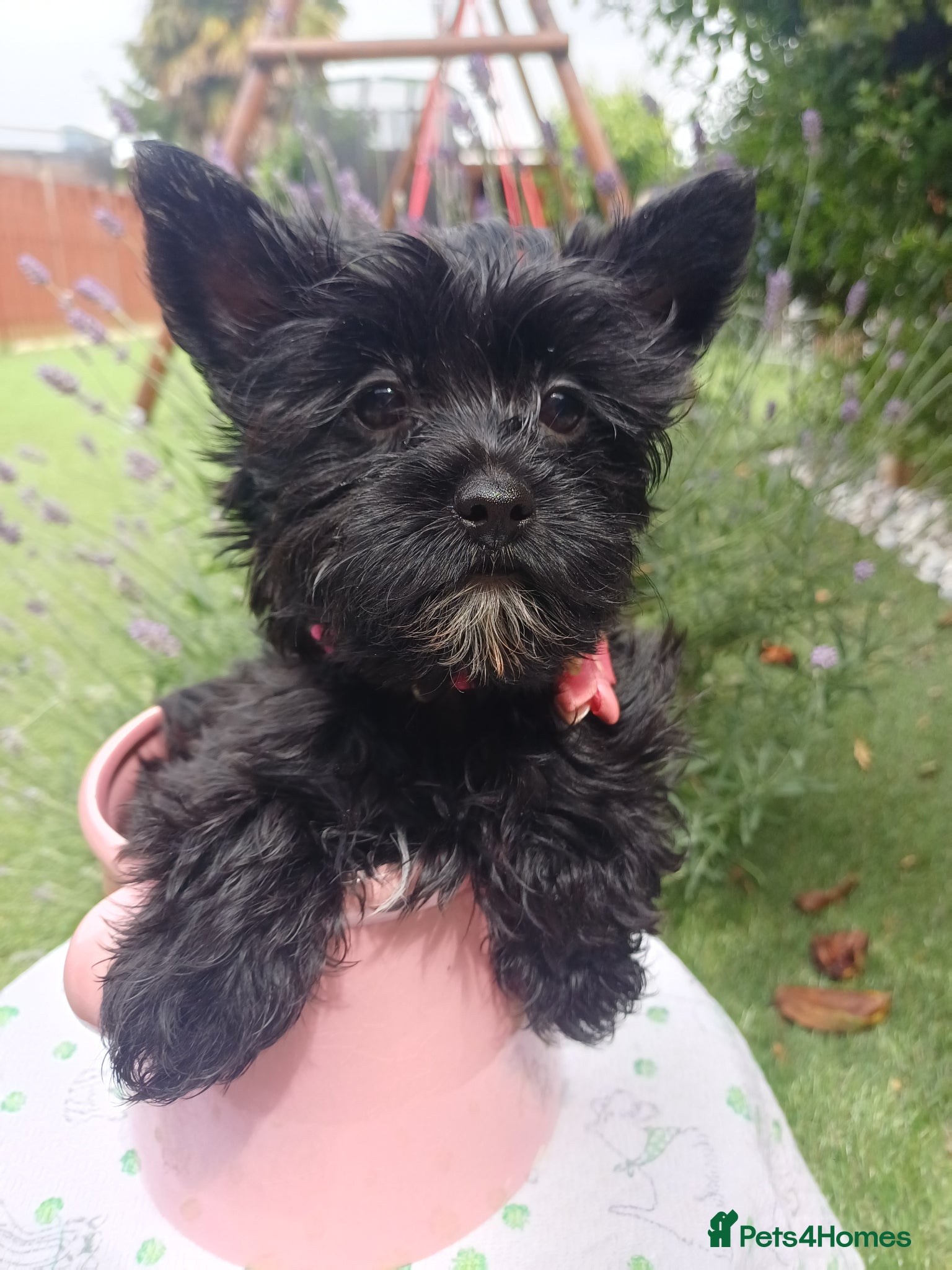 Yorkshire Terrier dogs Mini Black Yorkshire Terrier puppies 🐶  - Advert 11