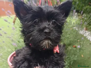 Yorkshire Terrier dogs Mini Black Yorkshire Terrier puppies 🐶 - Advert 11