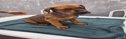 Mixed Breed dogs for sale: Dogue de bordeaux / Doberman  - Advert 8