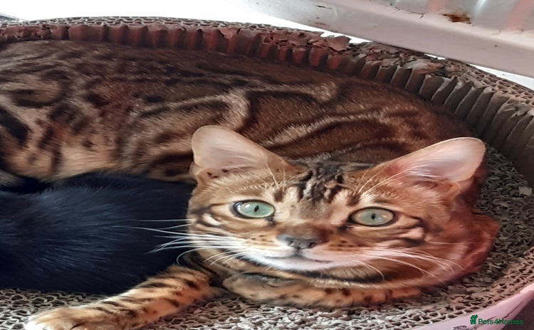 Bengal cats - Advert 3