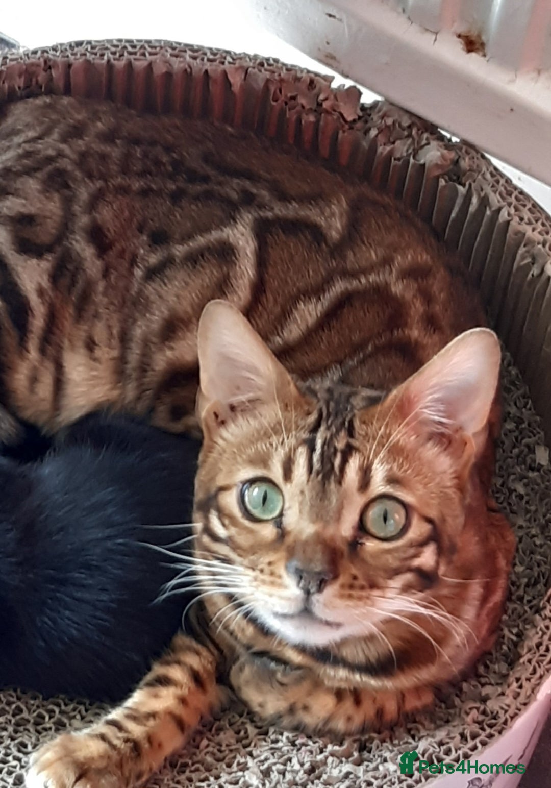 Bengal cats for sale: Full Pedigree Bengal boy - Image 1