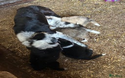 Border Collie dogs for sale: A beautiful mixed litter of border collies  - Image 15