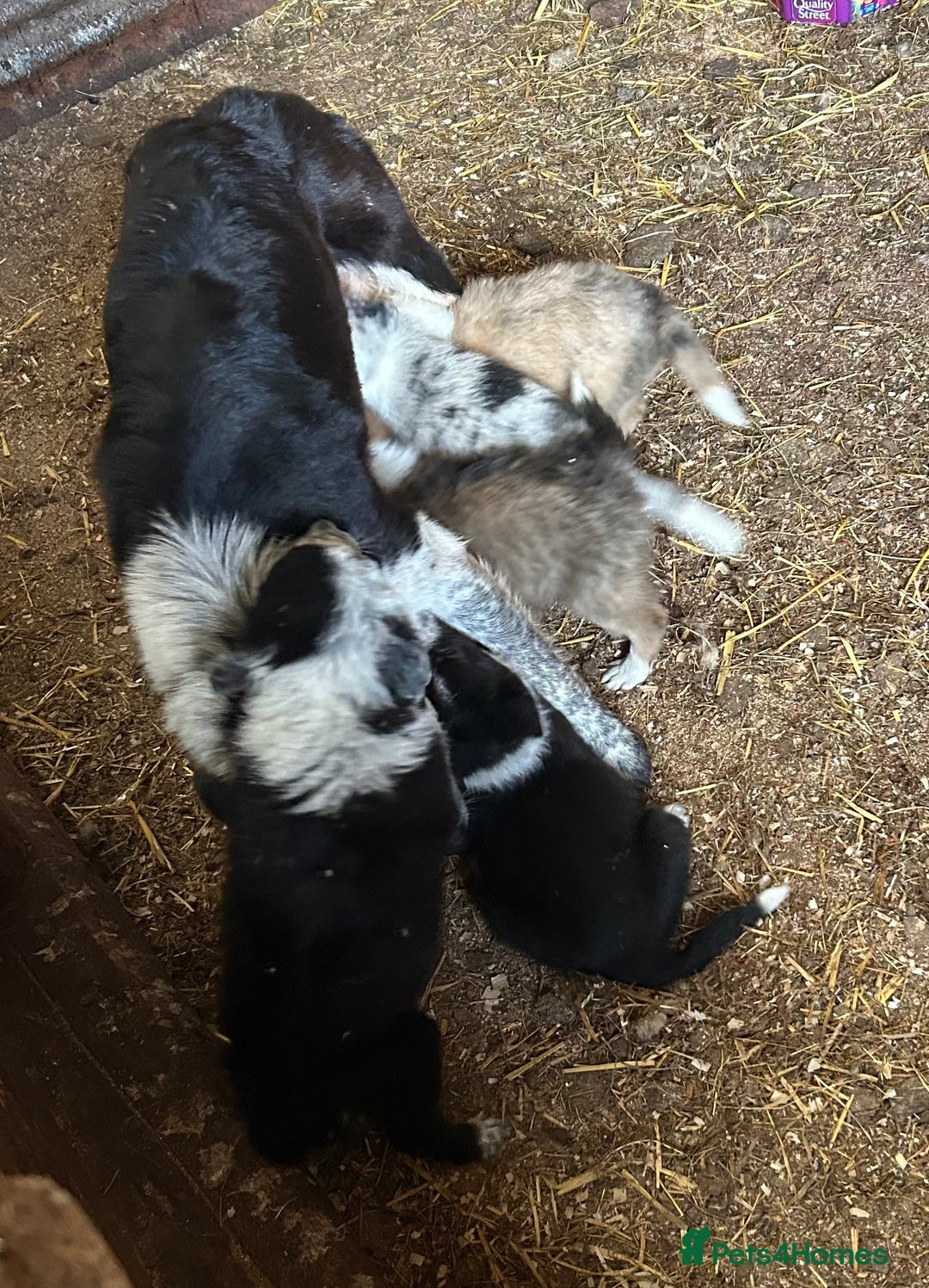 Border Collie dogs for sale: A beautiful mixed litter of border collies  - Image 15