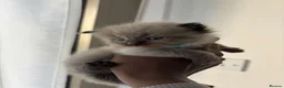Ragdoll cats for sale: Chocolate & Lilac Ragdolls - Advert 7