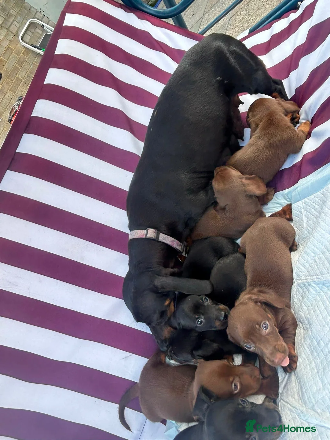 Miniature Dachshund dogs for sale: Miniature Dachshund Puppies - Advert 2