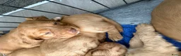 Cocker Spaniel dogs for sale: Cockers  - Advert 6