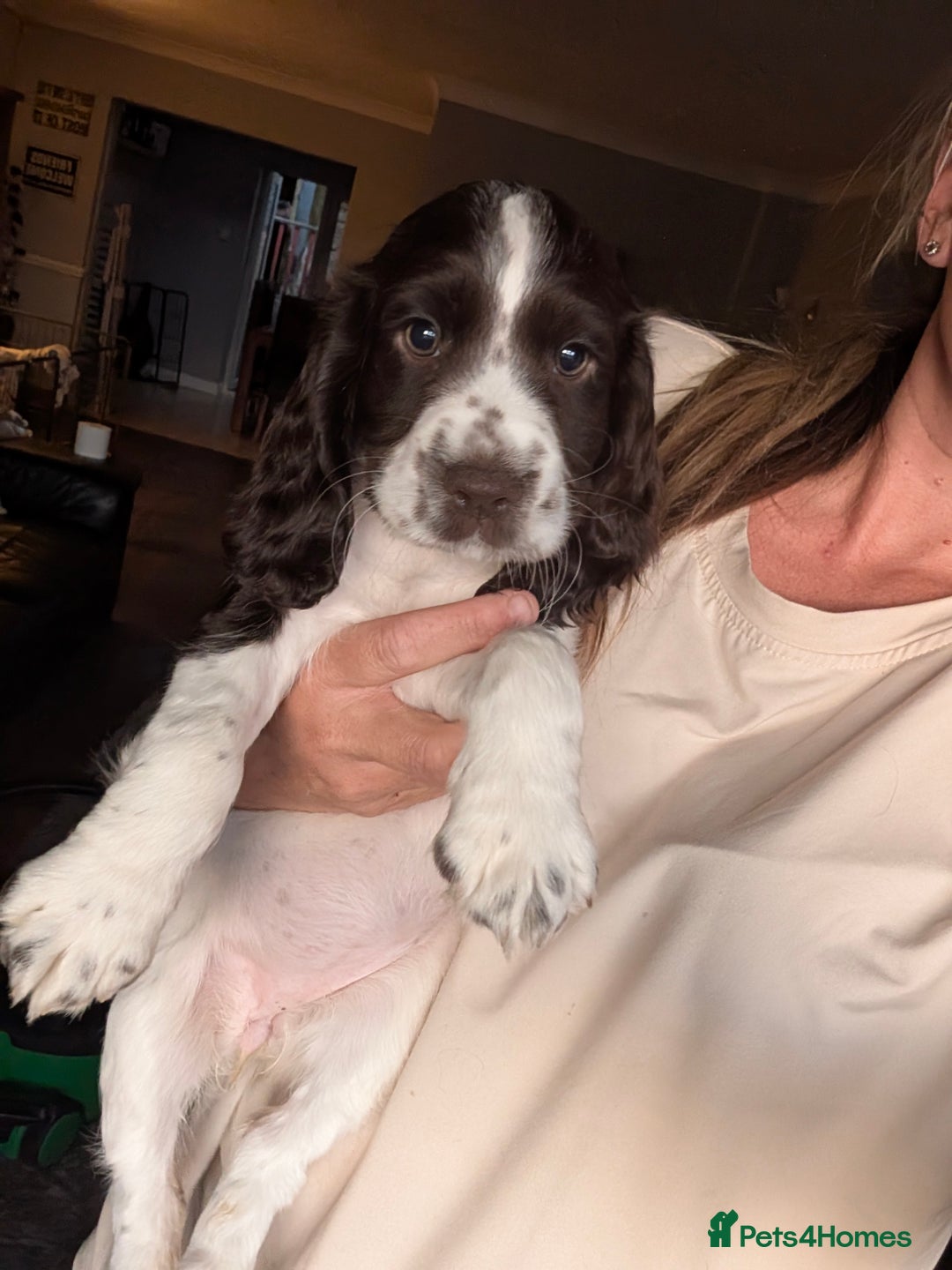 Cocker Spaniel dogs for sale: Working cocker spaniels  - Image 11