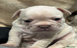 French Bulldog dogs for sale: Quality Frenchbull dogs - Image 14