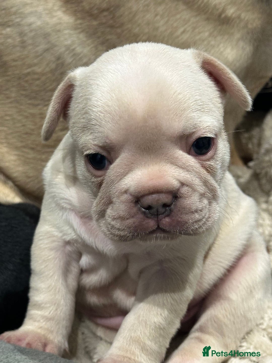 French Bulldog dogs for sale: Quality Frenchbull dogs - Image 14